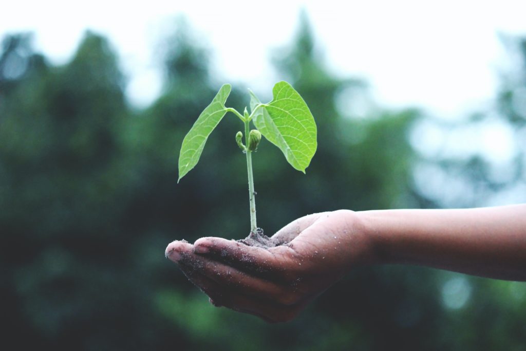 seed sprouting in someones hand