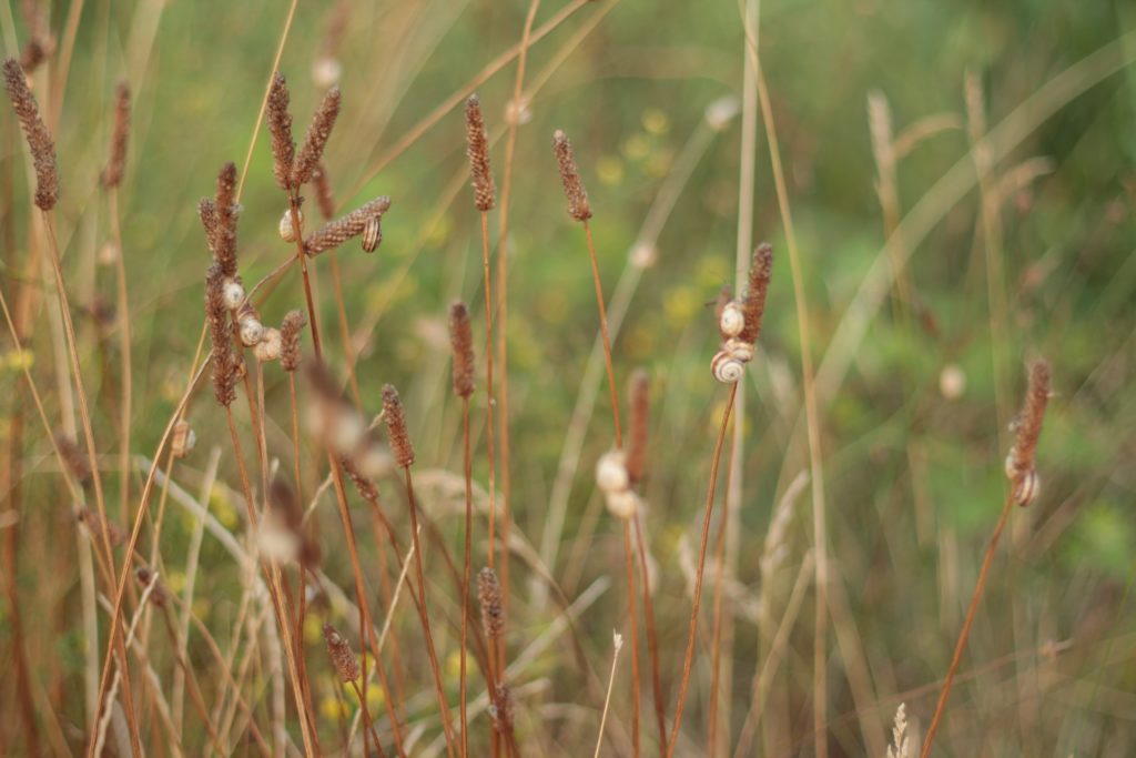 Close up image of crops growing