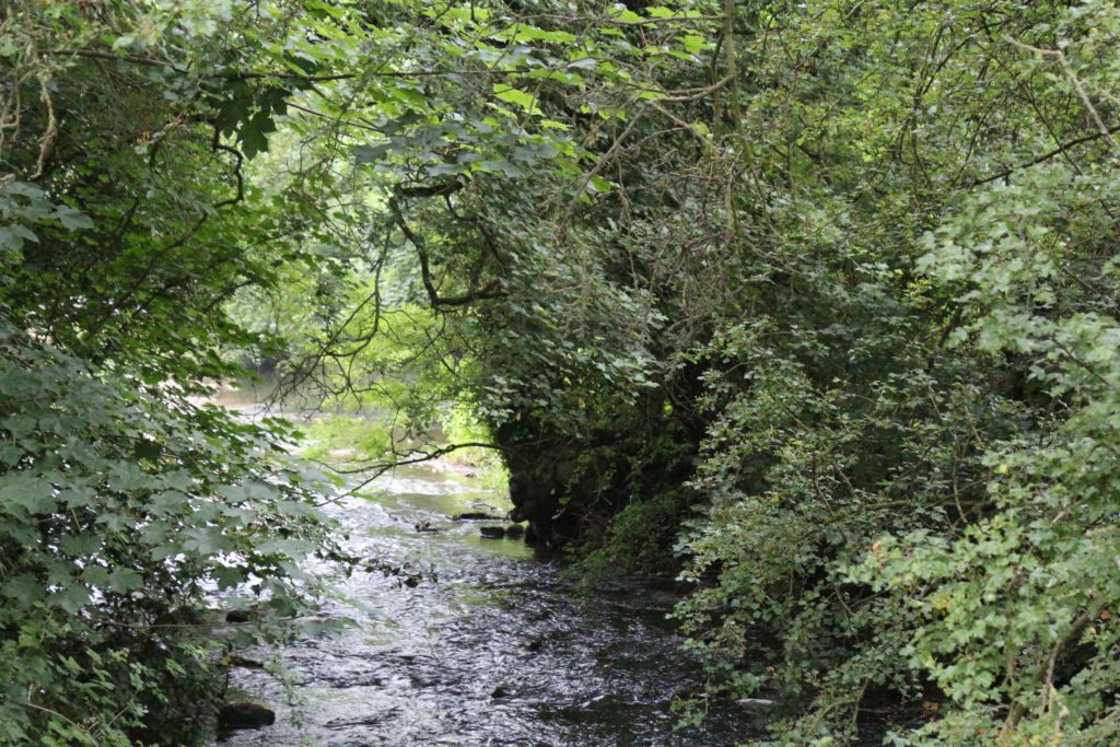 Lovely stream flowing through Iowa forest