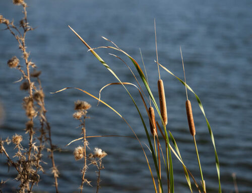 RELEASE: Great Outdoors Foundation Announces Meta Investment in Conservation Acceleration Fund