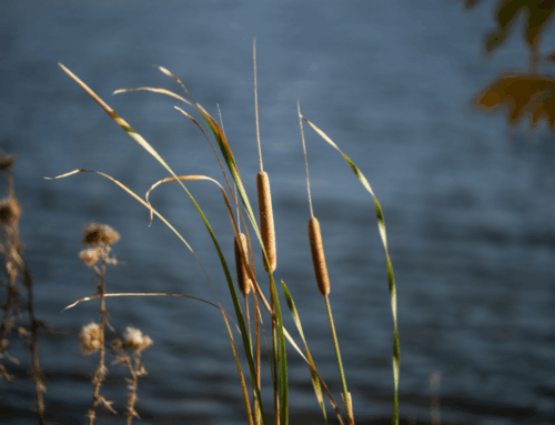 RELEASE: Great Outdoors Foundation Announces Meta Investment in Conservation Acceleration Fund