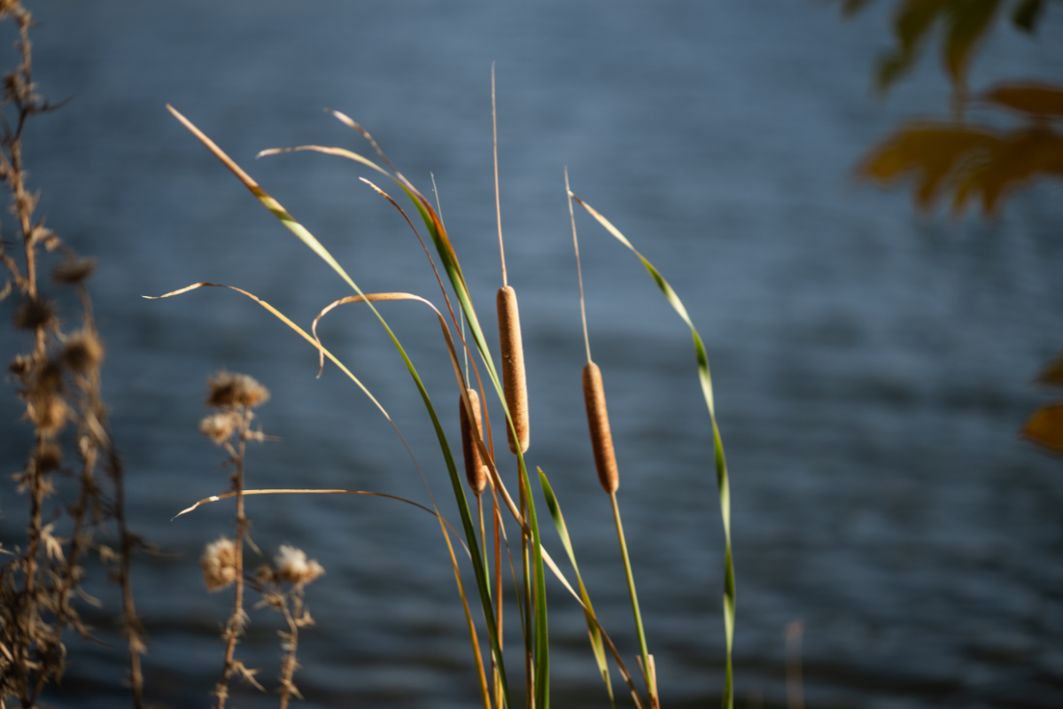 Meta announcement image