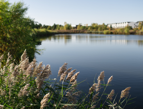 Backyard Conservation: Four Ways You Can Make an Impact