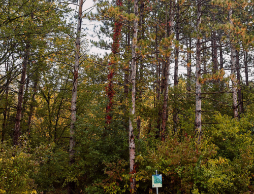 Your Fall Guide to Outdoor Central Iowa