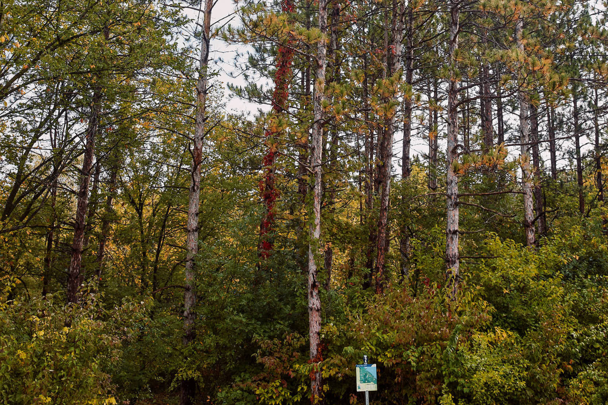 Fall trees in Jester Park
